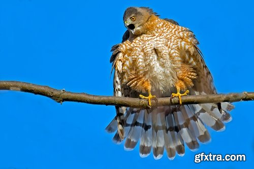 Collection of falcon eagle bird of prey hunting prey feather wing 25 HQ Jpeg