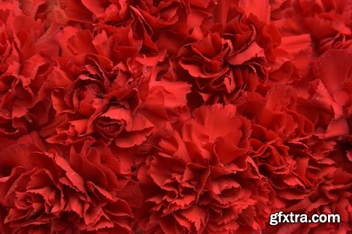 Collection of carnation flower petal aroma aromatherapy 25 HQ Jpeg