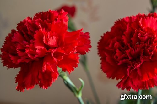Collection of carnation flower petal aroma aromatherapy 25 HQ Jpeg