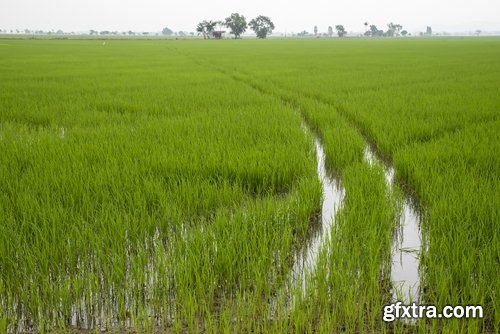 Collection of rice plantation sprout green stem 25 HQ Jpeg