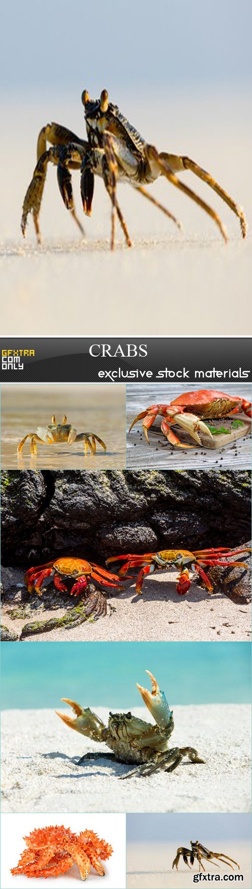 Crabs - 6 JPREG
