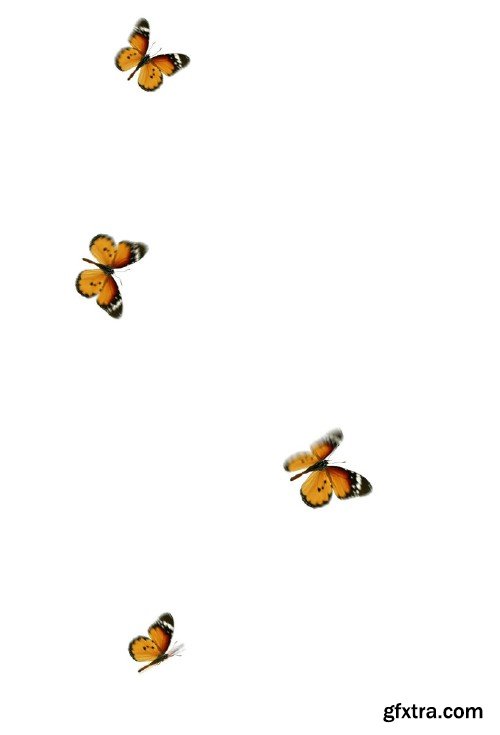 Video footage Flying butterfly with alpha channel