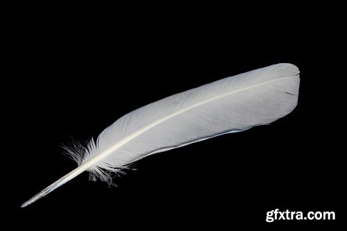 Feather on a black background - 5 UHQ JPEG