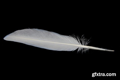Feather on a black background - 5 UHQ JPEG
