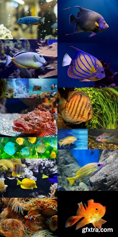 Tropical Fish - 15 x JPEGs