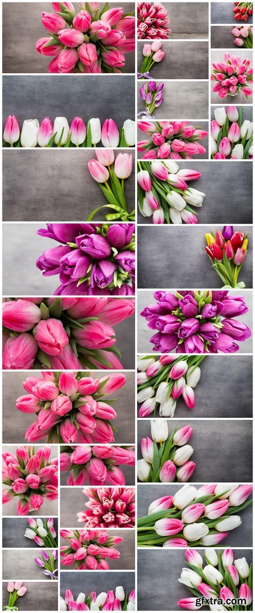 Colored Tulip on the Grey Background 29xJPG