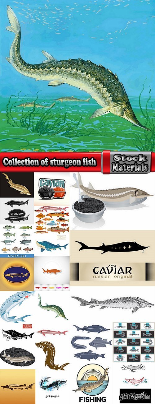 Collection of sturgeon fish icon flyer logo banner 25 EPS
