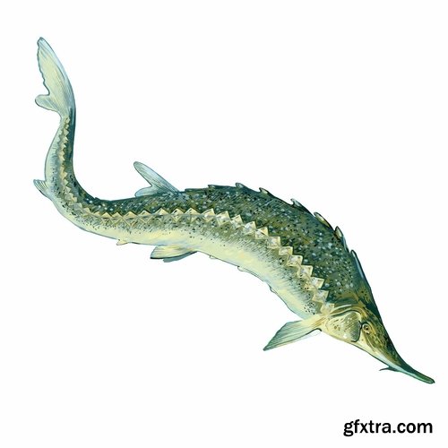 Collection of sturgeon fish icon flyer logo banner 25 EPS