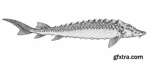Collection of sturgeon fish icon flyer logo banner 25 EPS