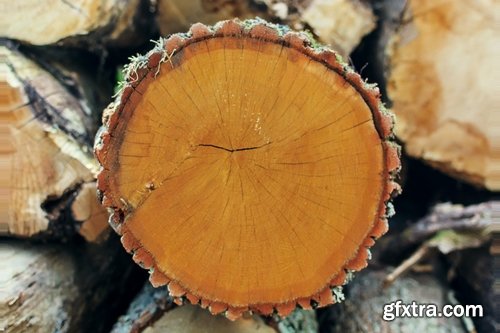 Collection sawmill production of wood a tree felling timber 2-25 HQ Jpeg