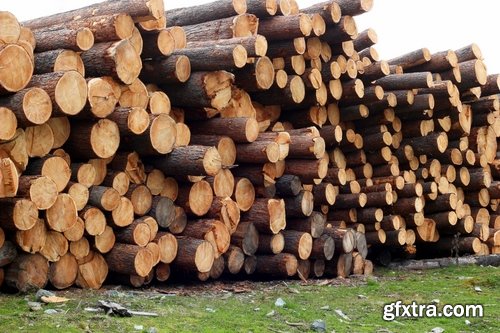Collection sawmill production of wood a tree felling timber 2-25 HQ Jpeg