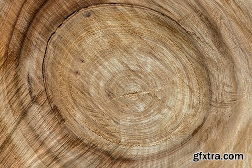 Collection sawmill production of wood a tree felling timber 2-25 HQ Jpeg