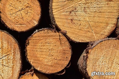 Collection sawmill production of wood a tree felling timber 2-25 HQ Jpeg