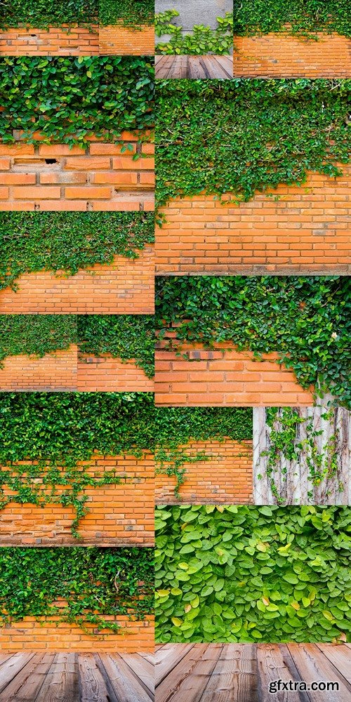 Green ivy on the brick wall