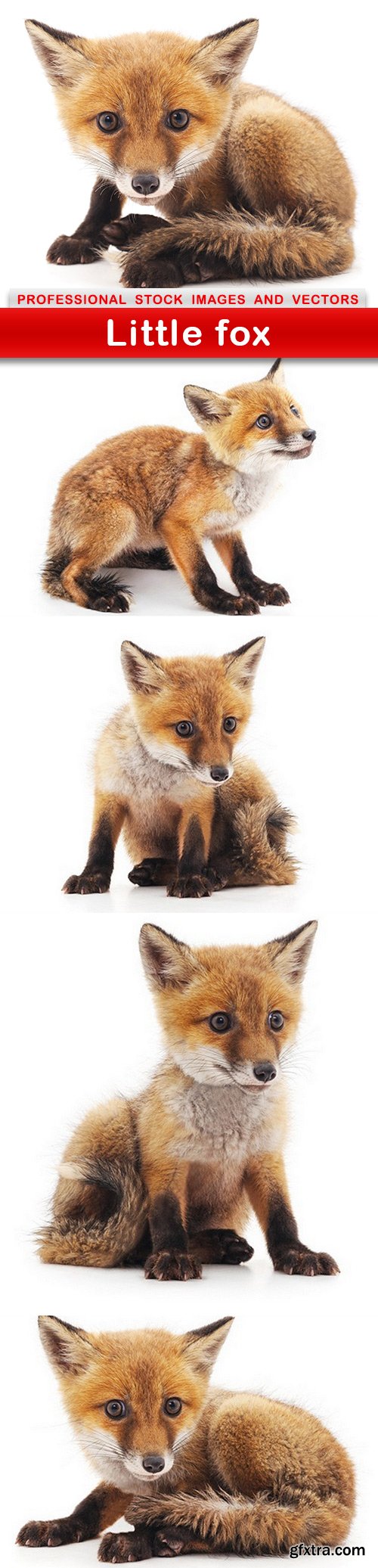 Little fox - 5 UHQ JPEG