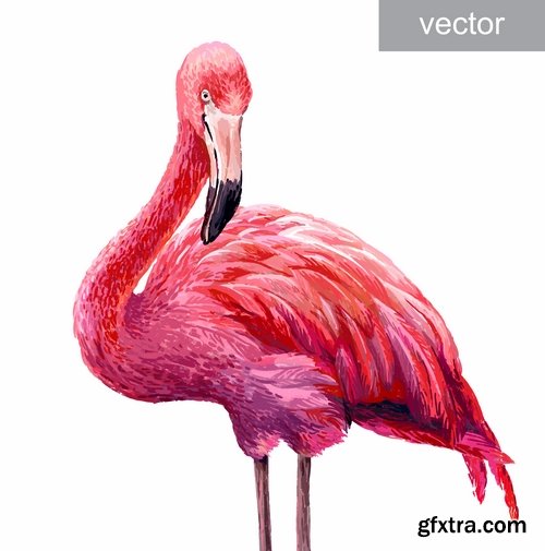 Flamingo collection of bird background background pattern of wing feather wallpaper 25 EPS