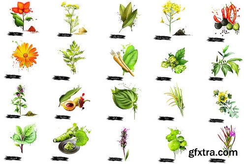 CreativeMarket Herbs & Spices big bundle - 70pcs 1259612
