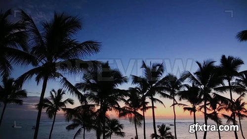 Tropical Sunrise Tropical Sunrise