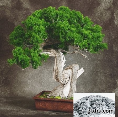 Bonsai 2