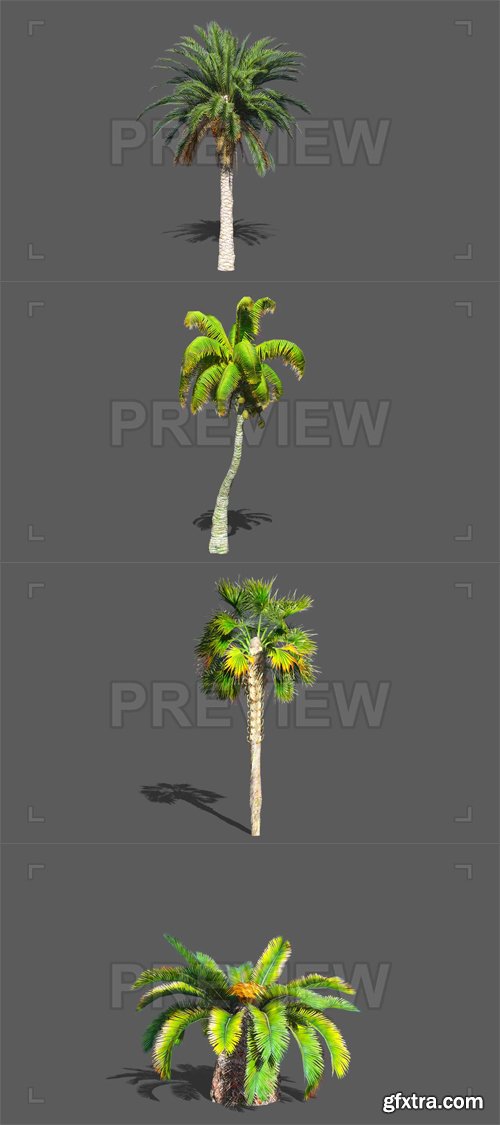 MA - Palms Collections MA - Palms Collections