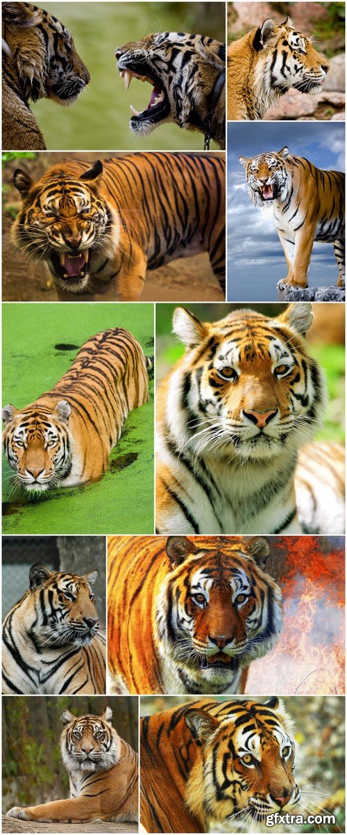 Tiger 10X JPEG