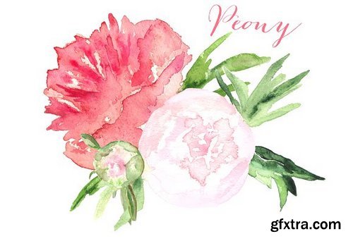 CM - Peony watercolor clip art 231753