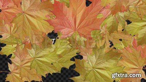 MA - Autumn Leaves Transitions MA - Autumn Leaves Transitions