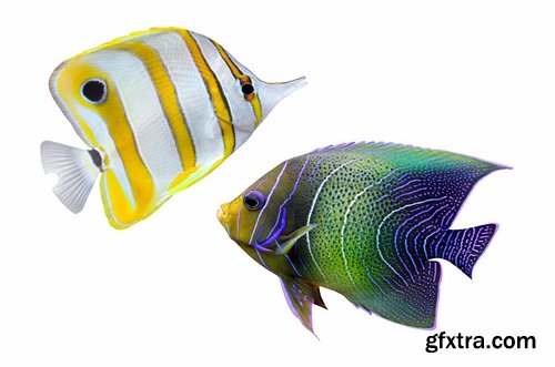 Colorful Aquarium Fishes 25xJPG