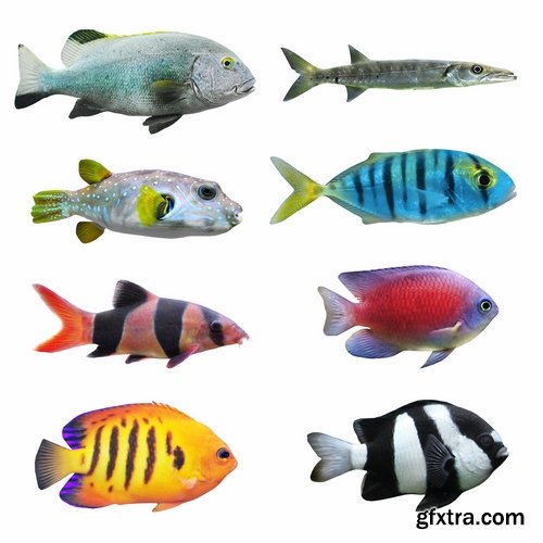 Colorful Aquarium Fishes 25xJPG