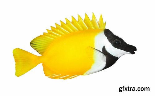 Colorful Aquarium Fishes 25xJPG