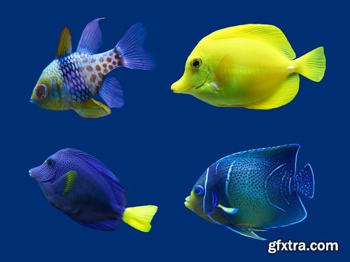 Colorful Aquarium Fishes 25xJPG