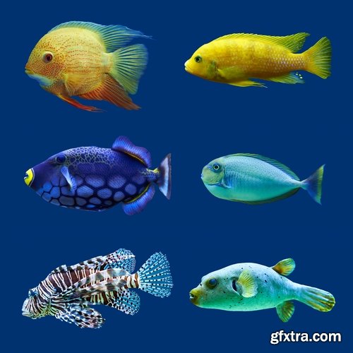 Colorful Aquarium Fishes 25xJPG