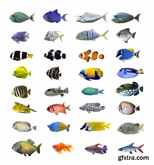 Colorful Aquarium Fishes 25xJPG