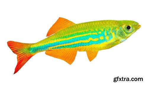 Colorful Aquarium Fishes 25xJPG