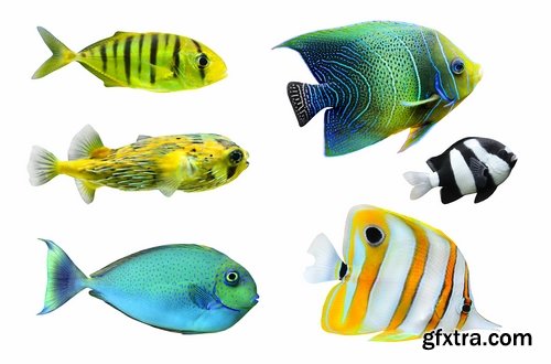 Colorful Aquarium Fishes 25xJPG