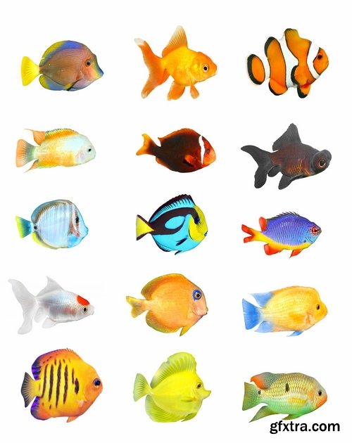 Colorful Aquarium Fishes 25xJPG