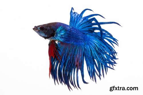 Colorful Aquarium Fishes 25xJPG