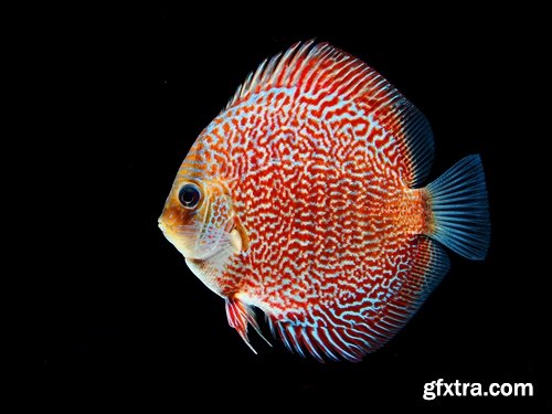 Colorful Aquarium Fishes 25xJPG