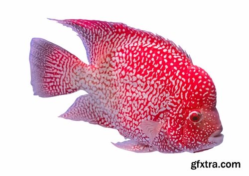 Colorful Aquarium Fishes 25xJPG