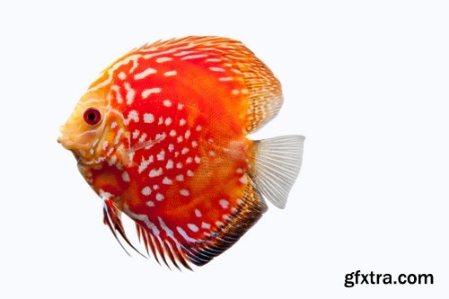 Colorful Aquarium Fishes 25xJPG