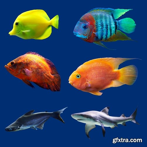 Colorful Aquarium Fishes 25xJPG