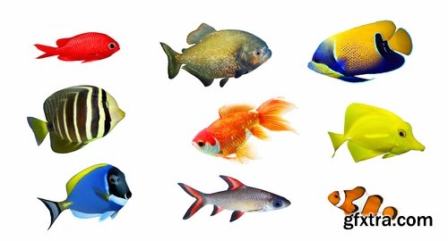 Colorful Aquarium Fishes 25xJPG