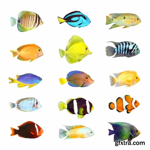 Colorful Aquarium Fishes 25xJPG