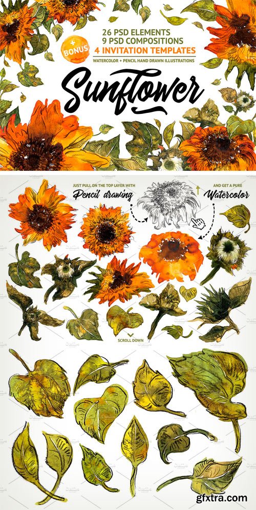 CM - Sunflower 1865970