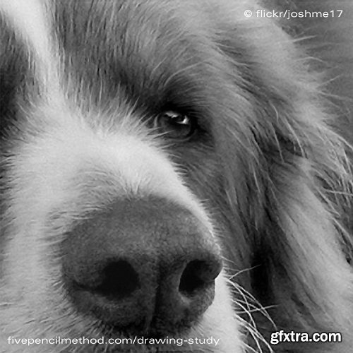 5 Pencil Method Drawing Study No. 4 Dog » GFxtra