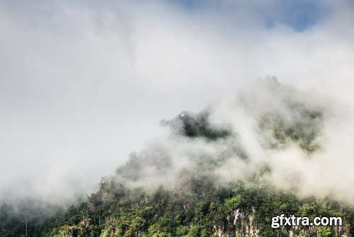 Tropical rainforest foliage green tree crown 25 HQ Jpeg