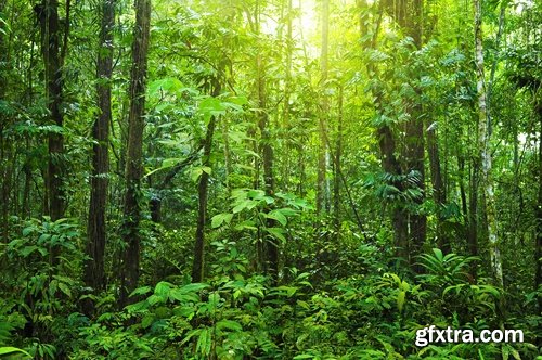 Tropical rainforest foliage green tree crown 25 HQ Jpeg