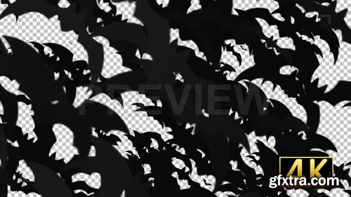 MA - Bats Transitions 4K MA - Bats Transitions 4K