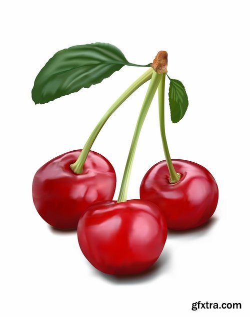 Sweet cherry berry vector image 25 EPS