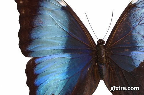 Butterfly macro conceptual illustration nature plant flower 25 HQ Jpeg